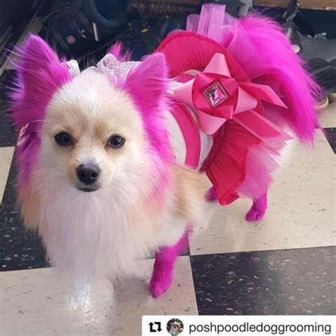 Take into account your pet's stress levels, especially if applying the dye takes a while. Adorable Pink Dog Hair Dye by OPAWZ - Lasts 20 Washes
