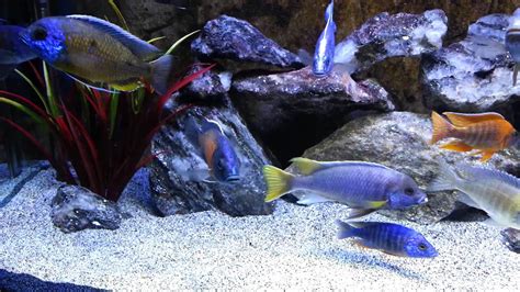 Malawi Cichlid Aquarium Youtube