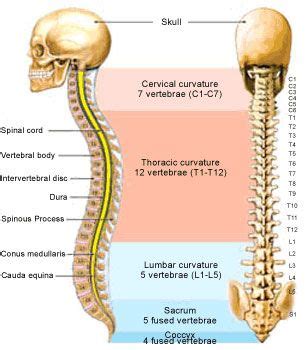 Notes on anatomy and physiology: Pin on body