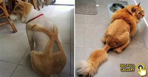 25 Funny Times Animals Got Haircuts And Werent Very Happy With The