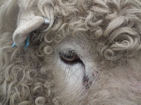 Sheeps Eyes By Lydiablonde Redbubble
