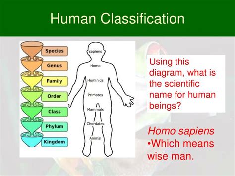 Ppt Classifying Organisms Powerpoint Presentation Id2469295