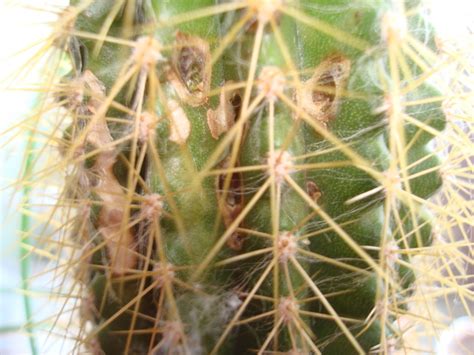 This is an organic fungicide that helps control the spread of cactus rust which is a kind of fungus. Cactus Nursery - Cactus Dry Rot