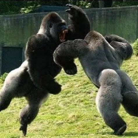 Gorilla Vs Human Fight