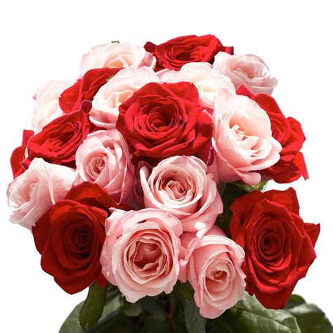 Globalrose 50 Stems Of Roses 25 Red And 25 Pink 50 Roses 25 Red 25 Pink