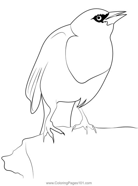 A Male Yellow Headed Blackbird Coloring Page For Kids Free New World