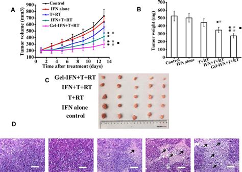 In Vivo Antitumor Efficacy Of Gel Ifn T Cells Ldi On Balb C Nude Download Scientific