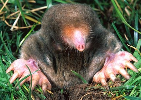 For the past 21 years, i have been living in a house with my family, and i think if i can move out and start making a living on my own, i would try my best to have an independent place where i can plan and design a house layout that suits. Facts About Moles | Live Science