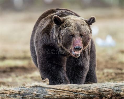 Close Up Brown Bear Portrait With The Blood Stained Muzzle Stock Image