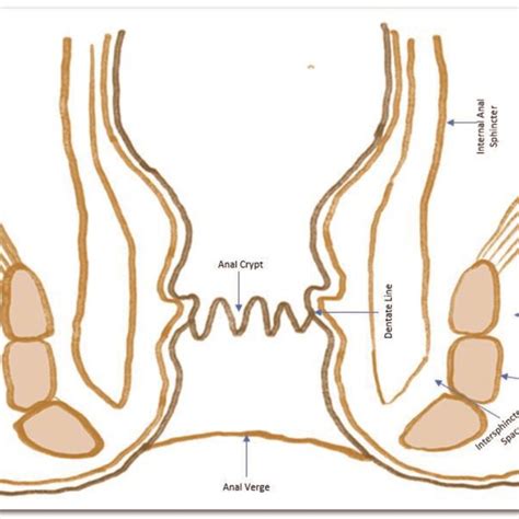 Anatomy Of The Anal Canal Download Scientific Diagram