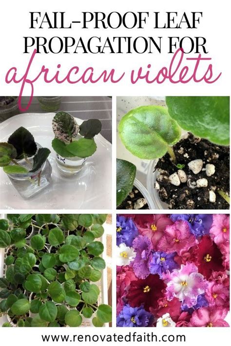 How To Propagate African Violets In Water The Easiest Way By Far