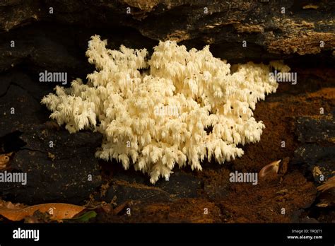 Comb Tooth Mushroom Coral Tooth Hericium Coralloides Hericium