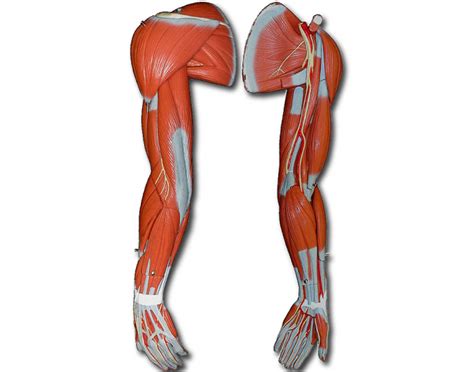 3d anatomy tutorial on the muscles of the upper arm using. Muscles of the Upper Arm