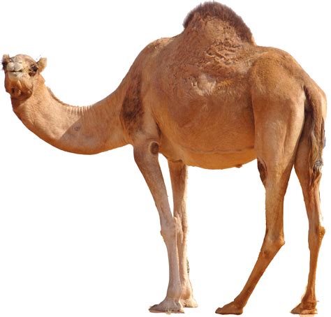 Hq Camel Png Transparent Camelpng Images Pluspng