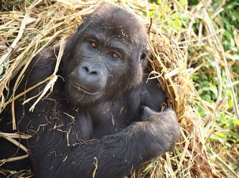 Wildlife Wednesday Disney Helps ‘reverse The Decline Of Great Apes