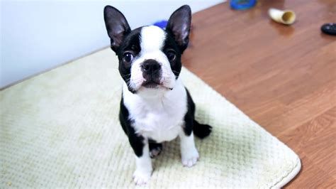 55 Boston Terrier Dog Rescues Image Bleumoonproductions