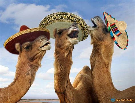 The Craziest Facts About Camels Interesting News