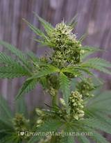 Pictures of Male Marijuana Seeds