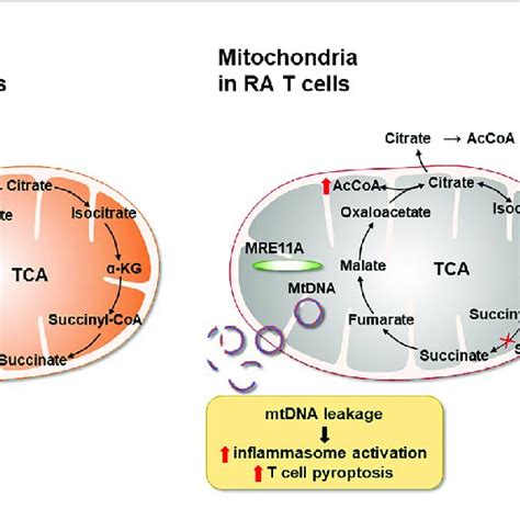 Mitochondrial Defects In T Cells In Rheumatoid Arthritis Ra Cd4 T