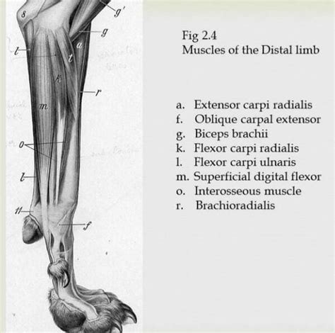 Anatomy Of The Canine Front Limb Physiopedia