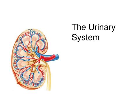 Ppt The Urinary System Powerpoint Presentation Free Download Id217880