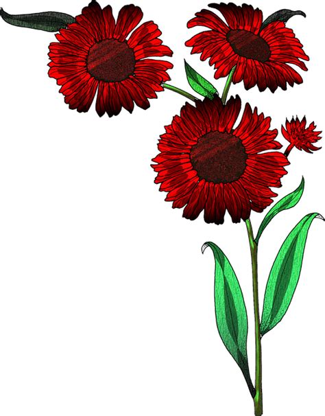 Download Flowers Red Bloom Royalty Free Stock Illustration Image Pixabay