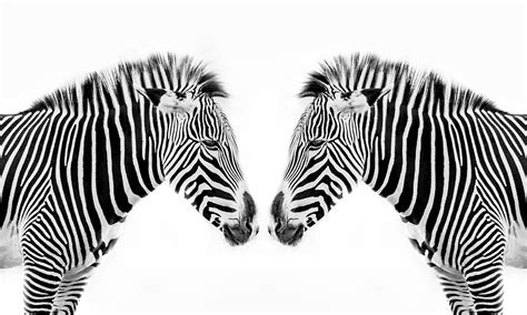 Black And White Stripes Zebra