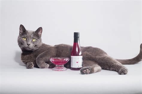 Wine For Cats Yeah Thats A Thing Organic Authority