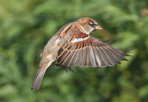 House Sparrow In Flight Best In Lightbox Aaronnikonphotography