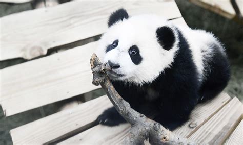 First Giant Baby Panda Born In Netherlands Makes Public Debut Gulftoday