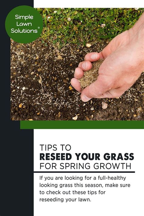Tips To Reseed Your Grass For Spring Growth Organic Lawn Care Lawn