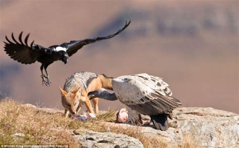 Jackal Takes On A Vulture¿ And Wins Incredible Moment Majestic Bird Of