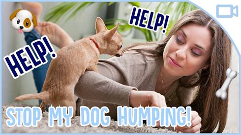 How To Make A Female Dog Hump You