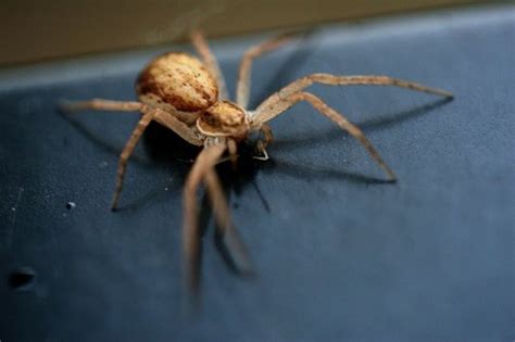 Spiders Of Oregon Whats Lurking In Your Home Or Garden Oregonlive