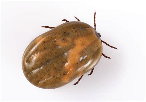 Engorged Ixodes Tick Photograph By Science Photo Library Pixels