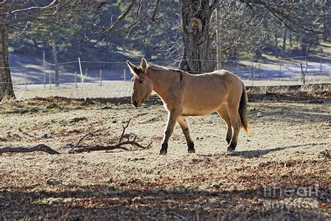 Mulassier Du Poitou Horse Photograph By M Watson Pixels