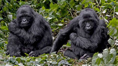 The Battle To Save Africa′s Endangered Mountain Gorillas Environment