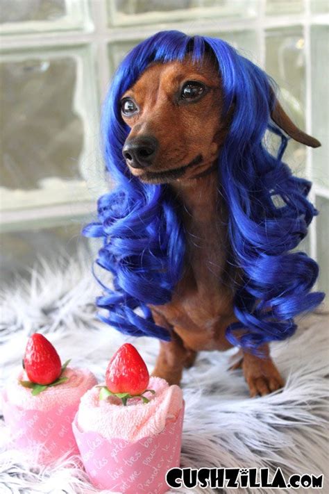 25 Funny Photos Of Dogs Wearing Wigs That Will Make You Chuckle