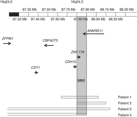 Schematic Overview Of Deleted Regions On Chromosome 16q243 In The Download Scientific Diagram