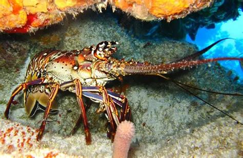 Lobster Description Habitat Image Diet And Interesting Facts