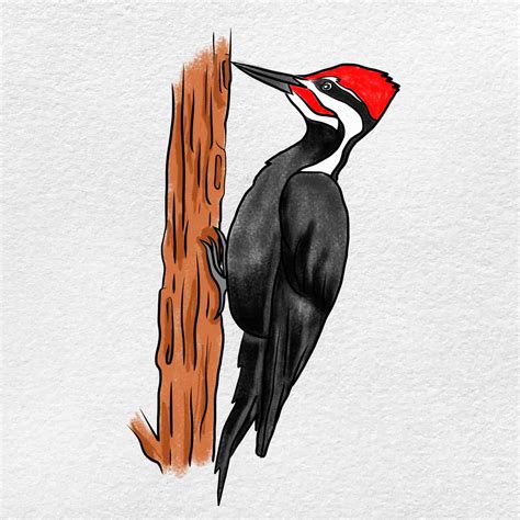 How To Draw A Woodpecker Herrod Posinever