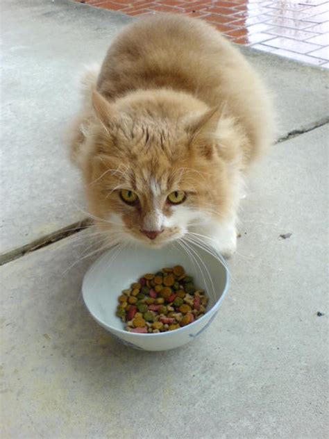 Cats who eat only dry food don't get as much water from their food as those who eat canned food, and should always have easy access to clean, drinking water to supplement their intake. Cat food - Wikipedia