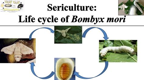 Life Cycle Of Bombyx Mori Life Cycle Of Silk Worm Bombyx Mori