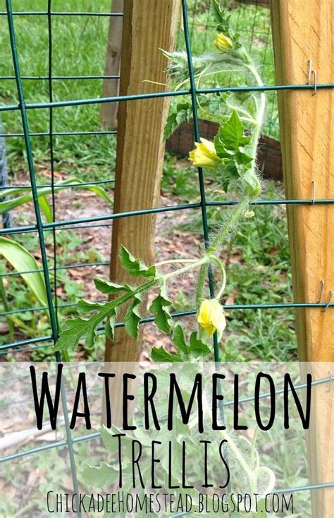 Diy Watermelon Trellis Watermelon Vines Diy Garden Trellis Diy Trellis