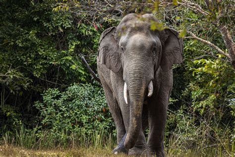 Why Indian Elephants Are Endangered And What We Can Do