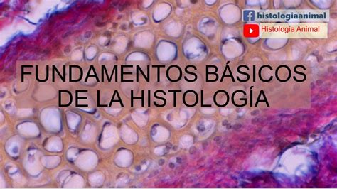 Fundamentos Básicos De La Histología Curso En Línea 1 001 Youtube