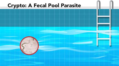 Crypto A Fecal Pool Parasite Poolfence