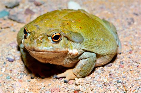 Sonoran Toad Poisoning A Danger For Arizona Pets