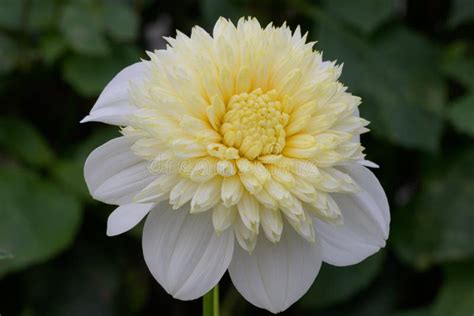 Dahlia Platinum Blonde Anemone Shaped White Flower With Soft Yellow