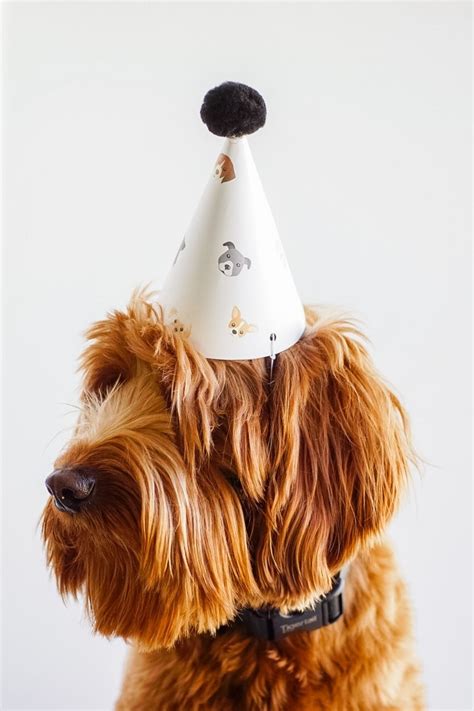 Free Printable Dog Party Hats Lets Pawty Casapizzi Dog Party